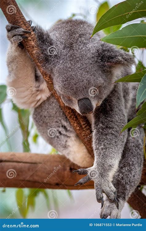 El Inclinarse Dormido De La Koala Contra Rama Imagen De Archivo