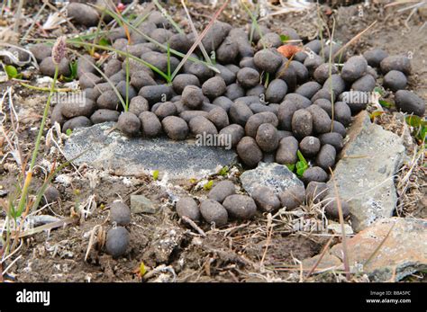 Reindeer Feces Svalbard Stock Photo Alamy