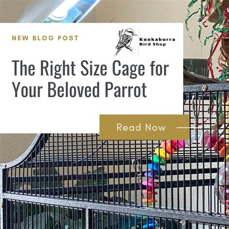 Right Size Cage for Your Beloved Parrot | Kookaburra Bird Shop