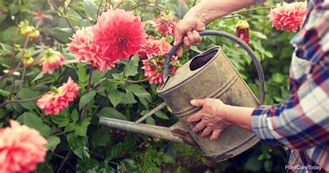 Dahlia Watering Tips On How To Water Dahlia Plants For Best Growth