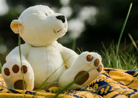 images white meadow flower view holiday brown teddy bear