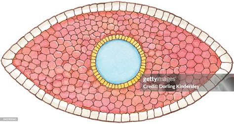 Illustration Of Cross Section Showing How Early Stage Embryo Of Flatworm Differentiates Into