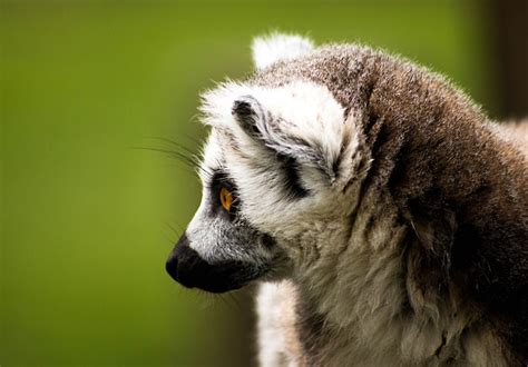 Ring Tailed Lemur Madagascar · Free photo on Pixabay