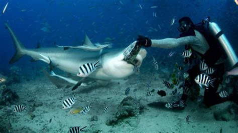 In Fiji, diving with big, hungry sharks - BBC Travel