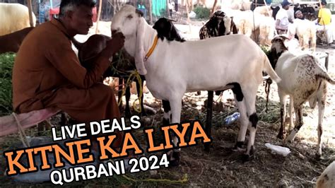 Live Soda Kitne Ka Liya Qurbani Ka Janwar Makhi China Bakre