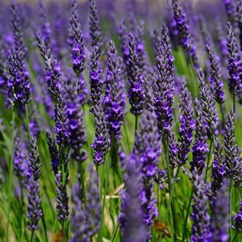 50 X Echte Lavendel Planten Vaste Planten Tuinplanten Winterhard