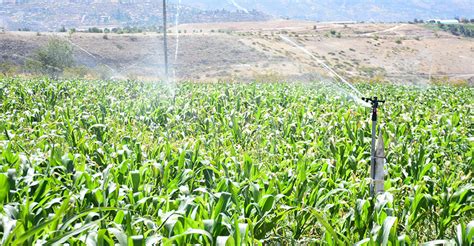 Pron Stico De Riesgo Agroclim Tico Para El Cultivo De Ma Z