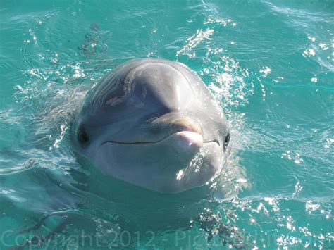 Cuba Dolphin Cuban Dolphin Pictured It Flickr