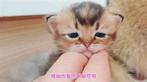 小奶猫越长越漂亮了，眼睛水汪汪太迷人，母女互动的场景太温馨了 Youtube