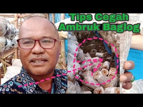 KENAPA BAGLOG JAMUR SERING AMBRUK DARI RAK Berikut Tips Cara Solusi