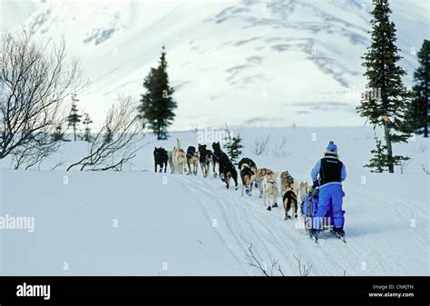 Alaskan Husky Canis Lupus F Familiaris Harnessed Team In Snowy