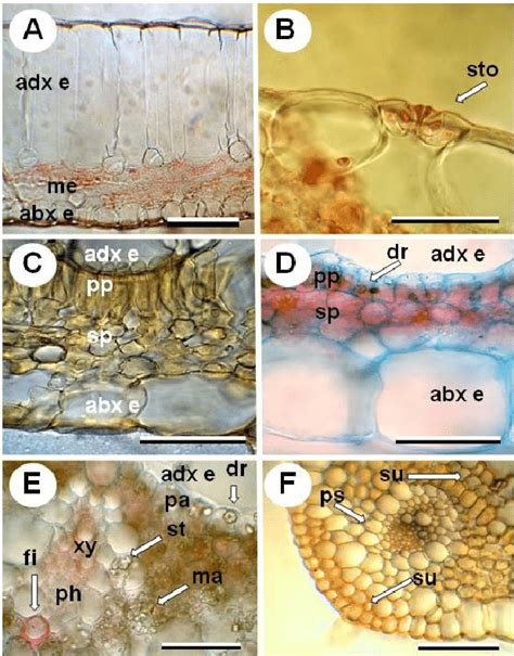 Leaf Blade Cross Sections A Tripogandra Glandulosa Adaxial Epidermis