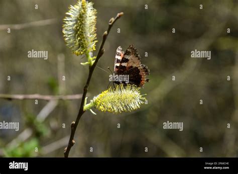 Pussy Willow In Spring Mosquito Admiral Butterfly Stock Photo Alamy