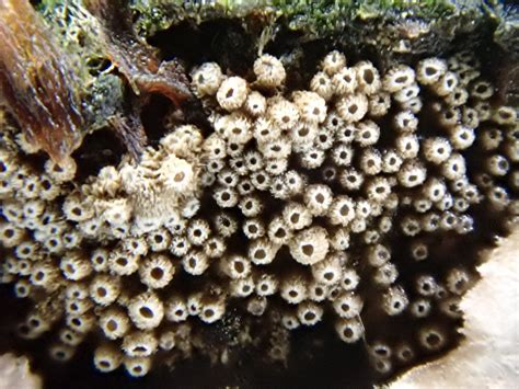 Merismodes Haarschüsselrasen unbestimmt Merismodes inde Flickr