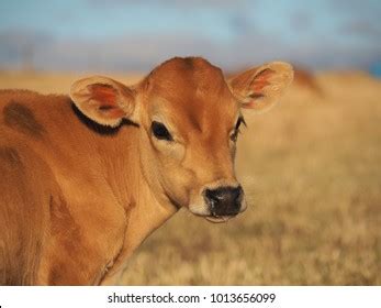 823 Jersey Cow Australia Images, Stock Photos & Vectors | Shutterstock