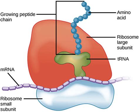 Diamond Blackfan Anemia Causes Symptoms Diagnosis And Treatment