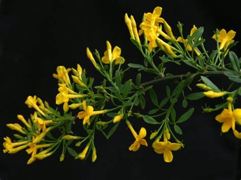 Jasminum FRUTICANS или Жасмин Кустарниковый (семена)