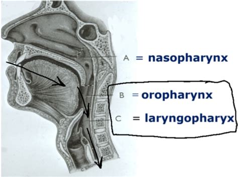 Swallowing Flashcards | Quizlet