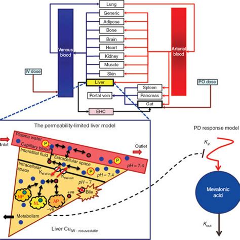 Schematic Of The Physiologically Based Pharmacokinetic Pharmacodynamic