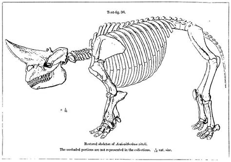 Arsinoitherium - The Twin Horned Mammal