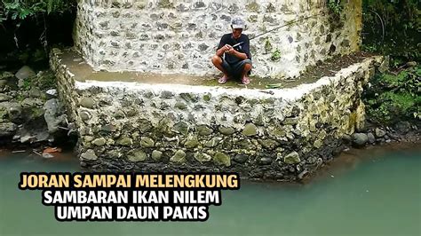 Mancing Melem Nilem Pakai Umpan Pakis Spot Sungai Banyuwangi Youtube