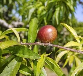 Nectarine tree - growing, pruning, and advice on caring for it