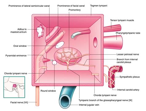 Anatomy of Middle ear - Dr. Rahul Bagla ENT Textbook