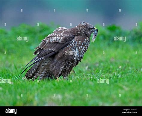 Common buzzard with prey hi-res stock photography and images - Alamy