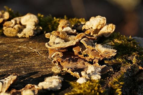 Seta De Árbol Hongos Naturaleza Foto gratis en Pixabay Pixabay