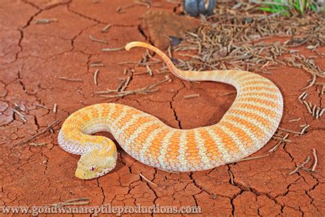 17 Species of Elapids - Amazing Snakes | HubPages