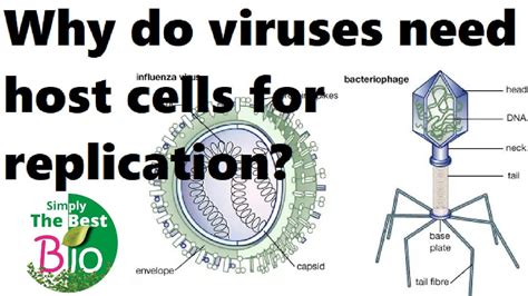 Why Do Viruses Need Host Cells For Replication By Simply The Best Bio Youtube