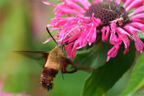 A Hummingbird Moth?? | MyNature Apps