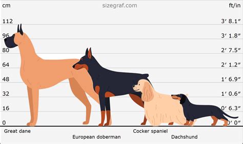 dog breed size comparison tool size graf