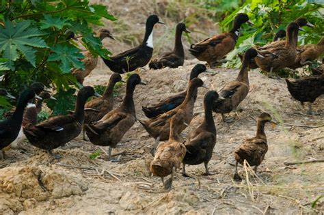 Khaki Campbell Ducklings | Strombergs Chicks & Game Birds