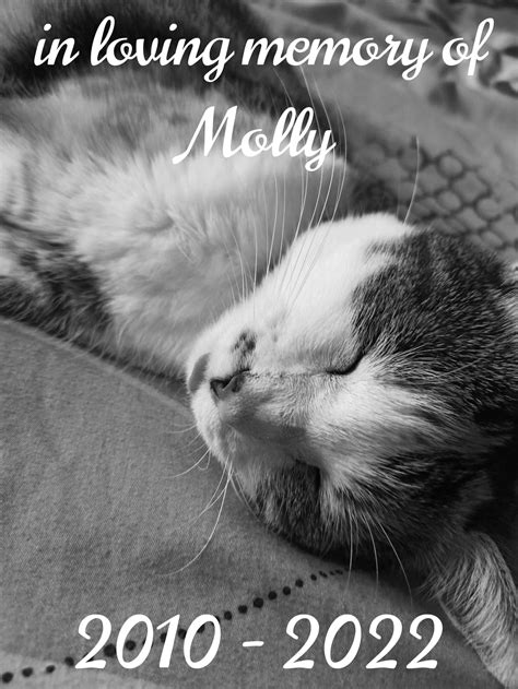 just found out my cat died last month. not doing too well rn... : r