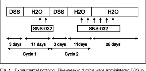 Figure 1 From Chemoprevention Of Mouse Intestinal Tumorigenesis By The