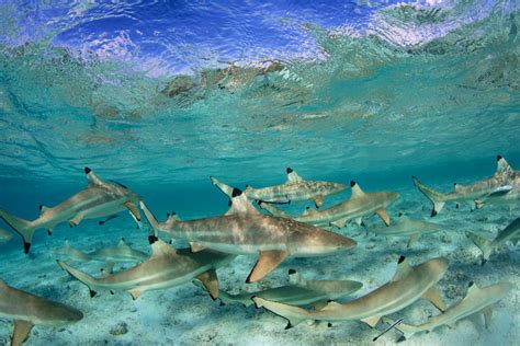 Black Tip Reef Sharks Tetiaroa Society