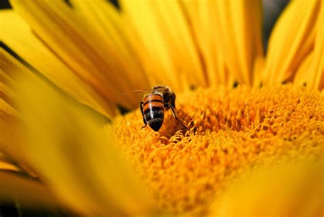 Bee pollinating sunflower 1310674 Stock Photo at Vecteezy