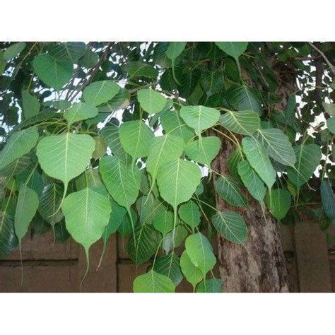 Pipal Plant at best price in Meerut by S R Plantation And Land Scaping ...