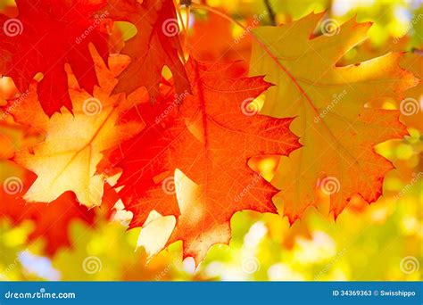 Oak leaf stock image. Image of leaves, autumn, colorful - 34369363