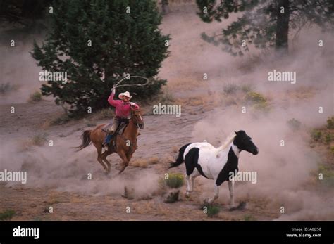 Cowboy Roping Wild Horse Stock Photo - Alamy