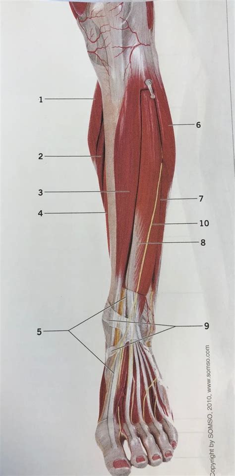 Superficial Muscles Of The Thigh Anterior View Left Side Diagram