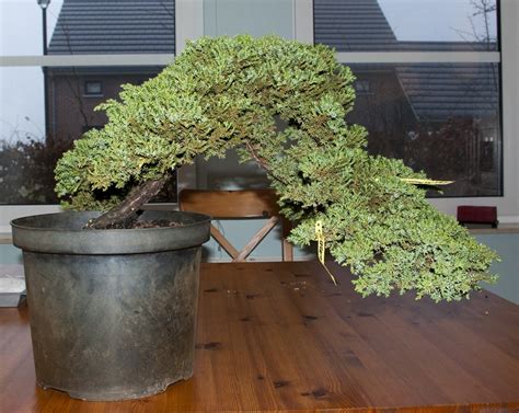 procumbens Les chuhin et autres grands bonsaï ParlonsBonsai