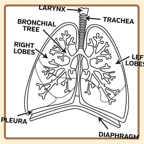 lungs labelled diagram