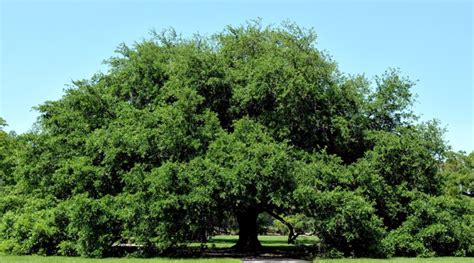 21 Oak Tree Varieties for Your Landscape