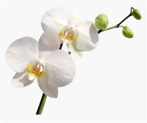 Png White Orchid White Orchids Orchid Png Transparent Png