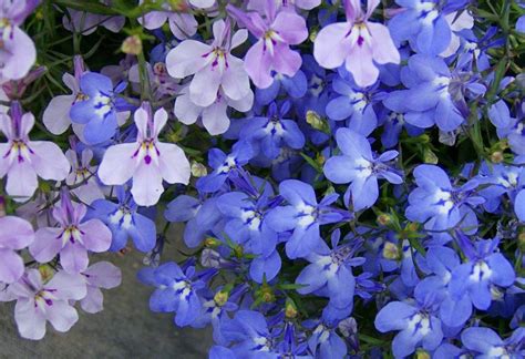 Выращивание лобелии на даче (60 фото): из семян, когда сажать, рассада ...