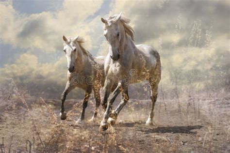 Two White Horses Running Free In The Snow Stock Photo Image Of Grey