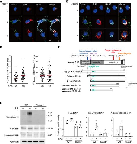 Frontiers Caspase Contributes To Site Protease Cleavage And