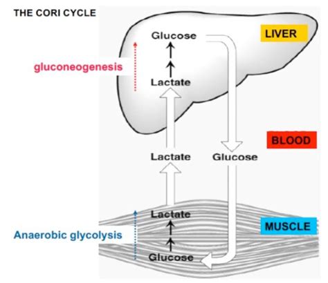 Gluconeogenesis Glycogenesis Glycogenolysis Biochemistry